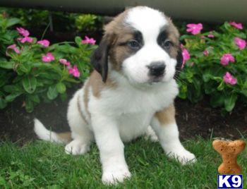 Saint Bernard Puppies for Sale
